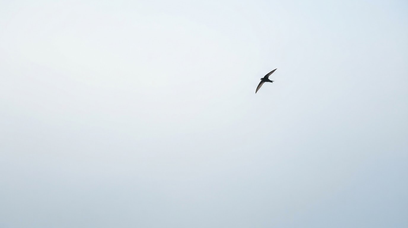 A single bird crossing an open sky
